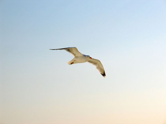 Möwe