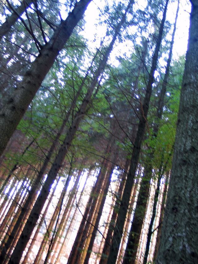 Wald aus dem Auto - 1
