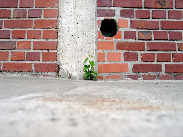 Pflanze / Plant 2