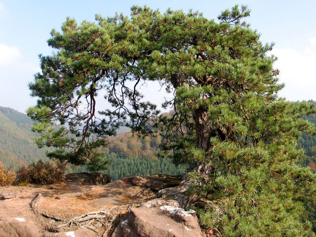 Baum auf dem Felsen