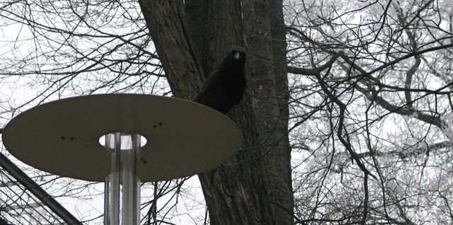 Der schwarze Weihnachtsvogel