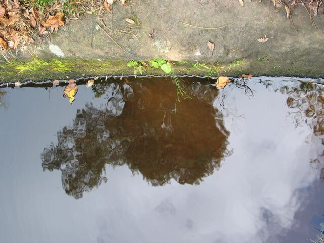 Tümpel und Baum