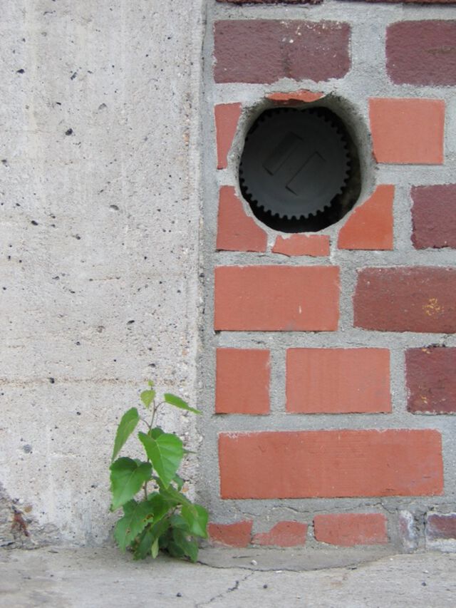Pflanze / Plant 1