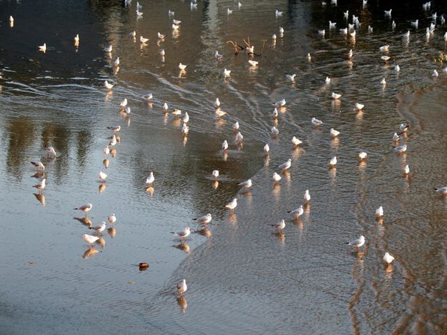 Armada