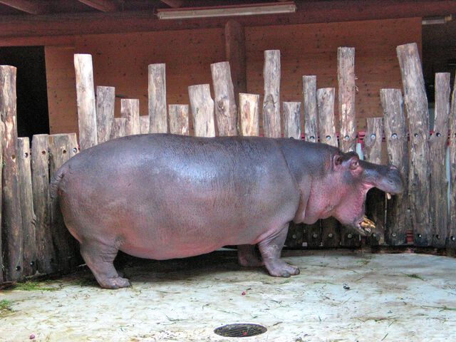 Nilpferd