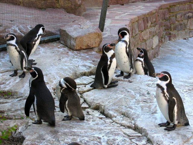 Pinguine