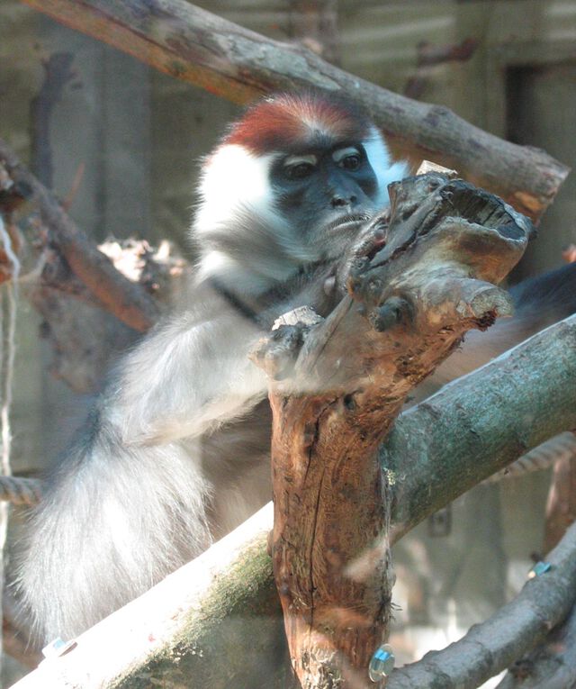 Affe