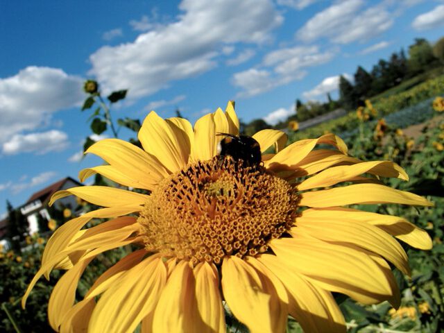 Unmotivierte Naturfotografie 1