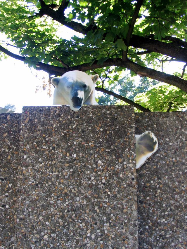 Stadtgeburtstag: Eisbär