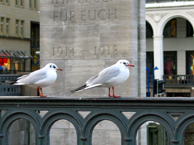 Vögel und Krieger