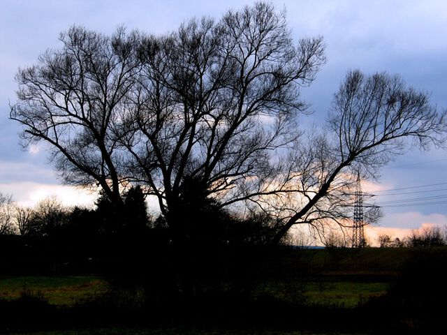Baum im abendlichen Himmel