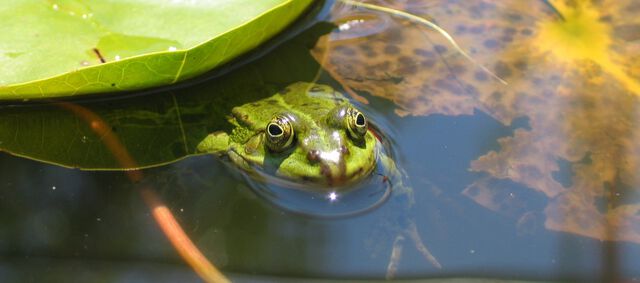 Frosch