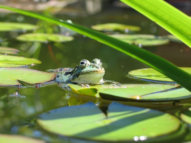 Frosch