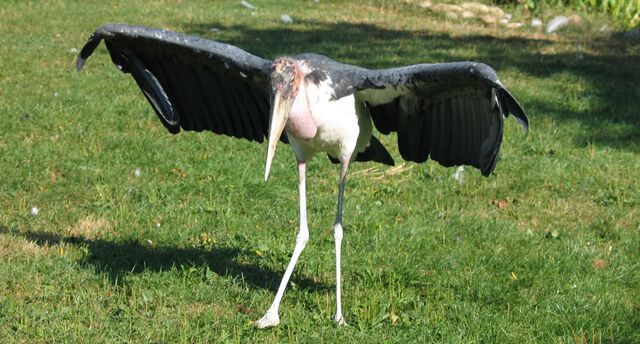 Vogel