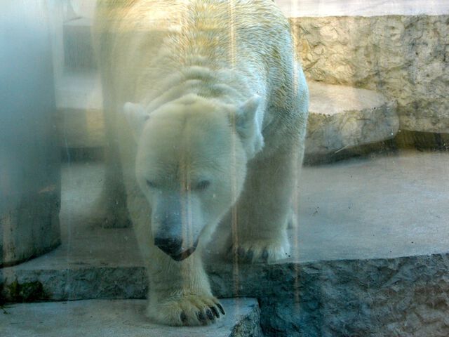 Eisbär