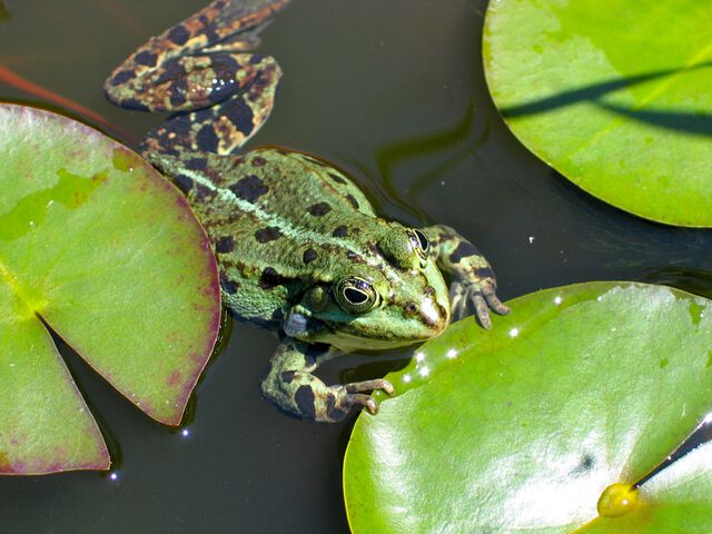 Frosch