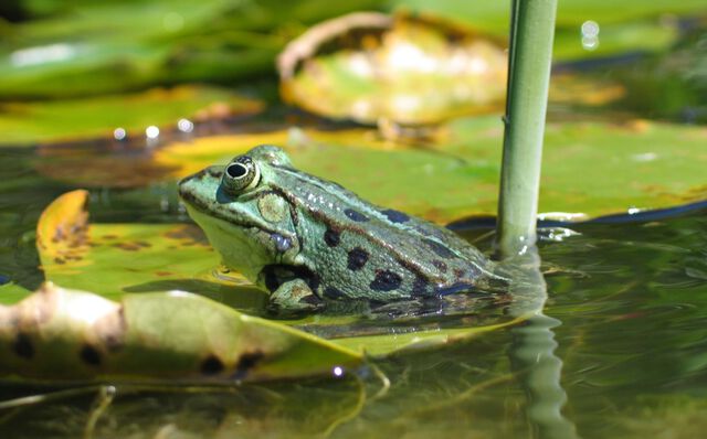 Frosch