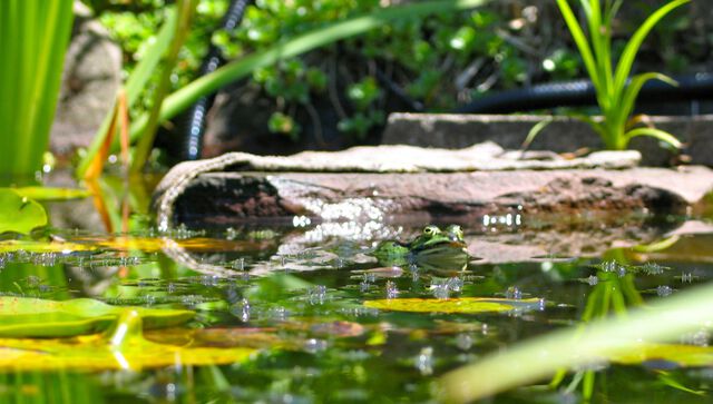 Frosch
