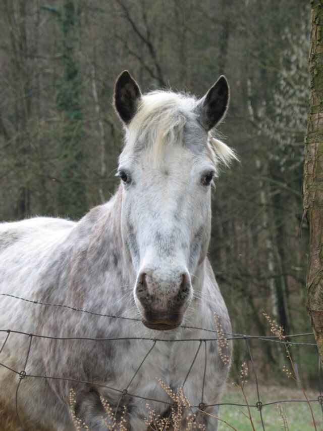 Hallo Pferd!