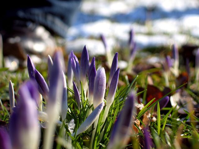 Spur des Frühlings