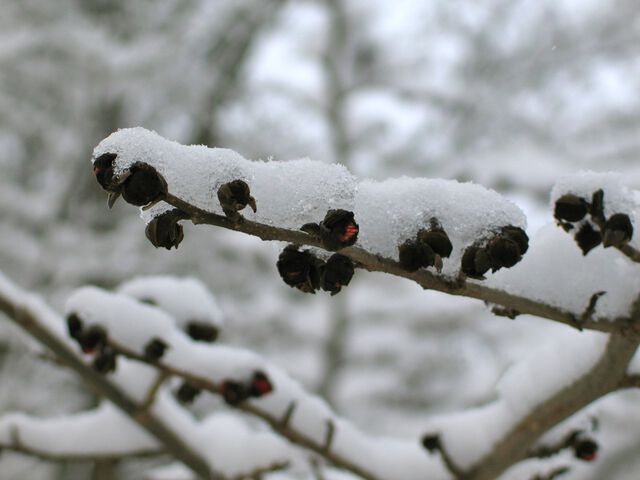 Beeren