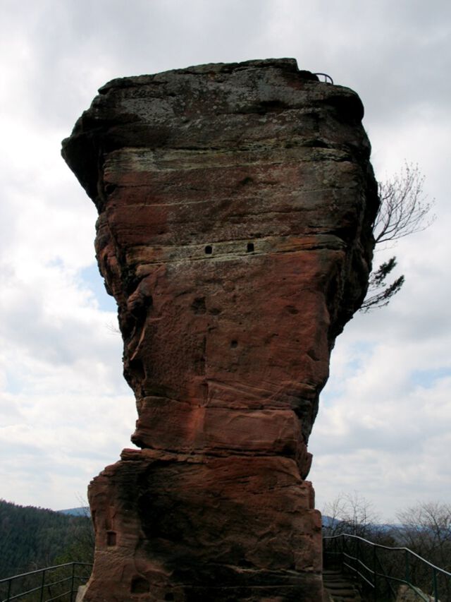Backenzahn