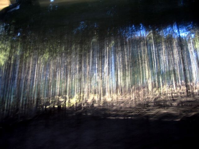 Wald aus dem Auto - 3